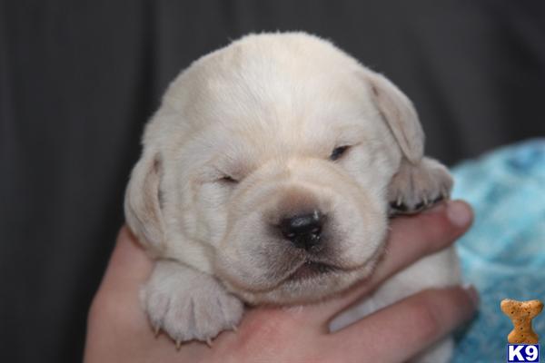 Puppies in MN